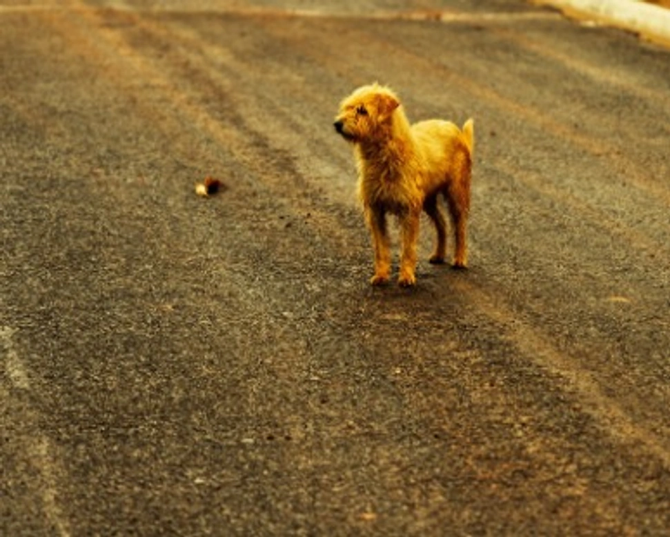 Associazioni animali: Animal Joy