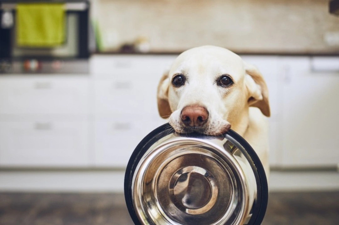 Will there be dog food shortages due to coronavirus?