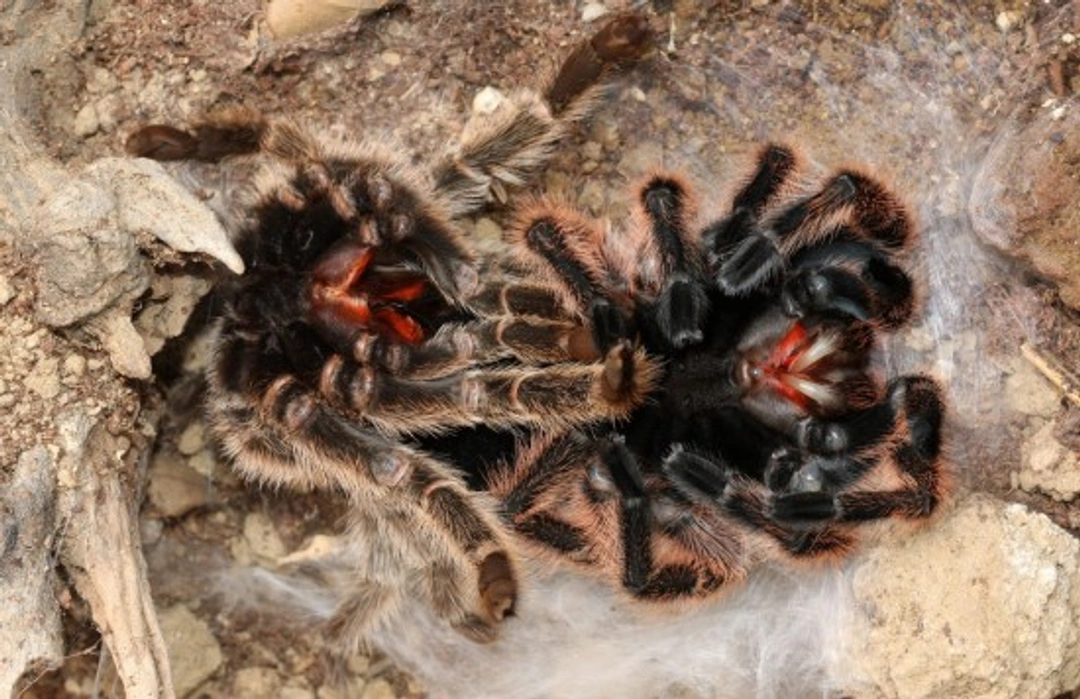 Tarantulas and Moulting: Complete Guide to Care and Signs