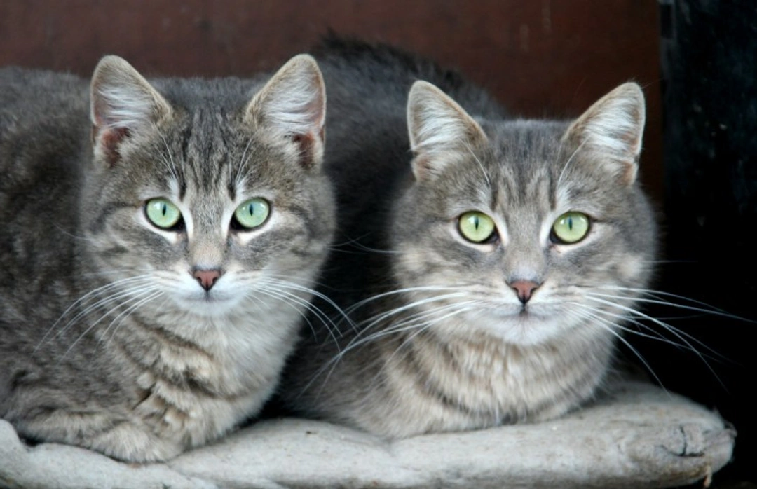 Copy Cats: How Cats Learn and Mimic Behaviours