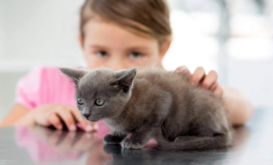 Cats and Kids: Safe and Loving Family Pet Guide