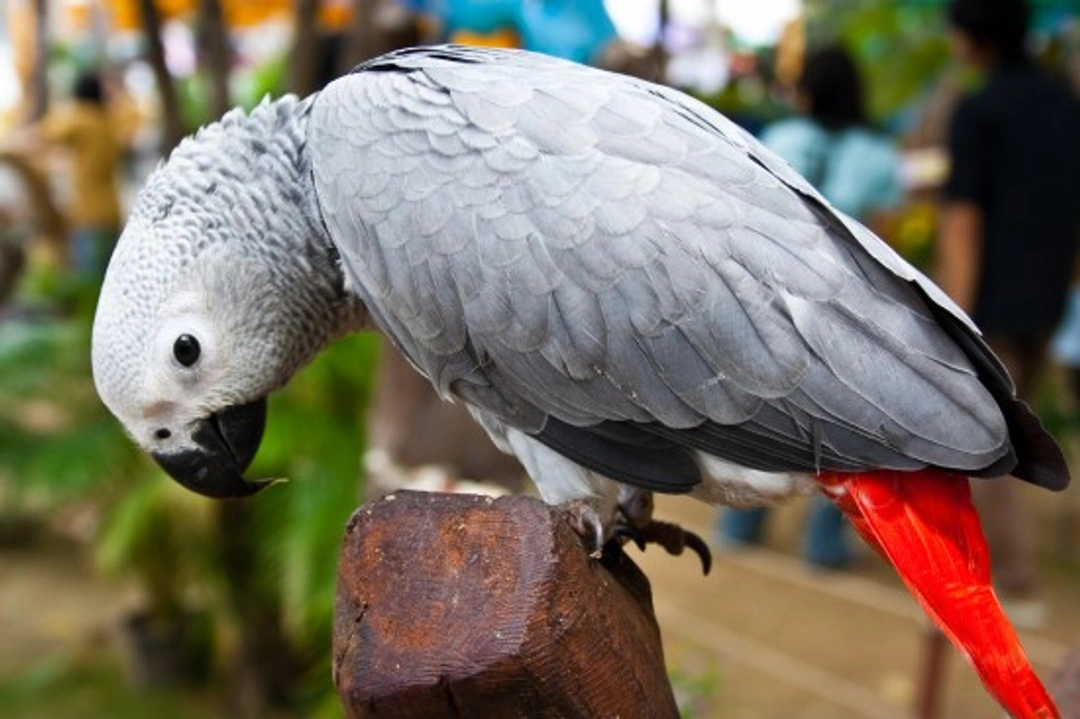 African Grey Parrots: Intelligent & Charming Talking Birds