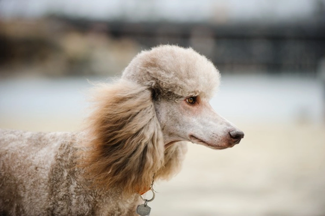 Neonatal Encephalopathy in Dogs: A Complete Guide to NEWS