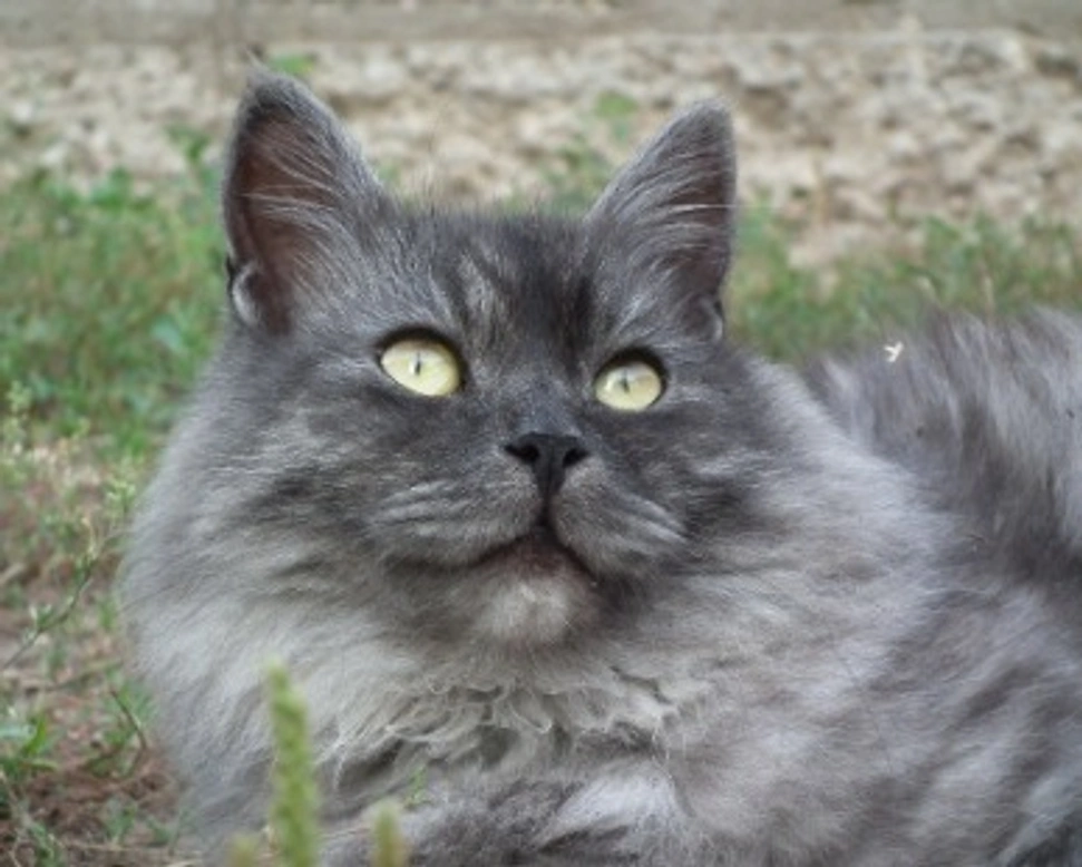 Gatti Siberiani: sono anallergici? Ecco carattere e mantello
