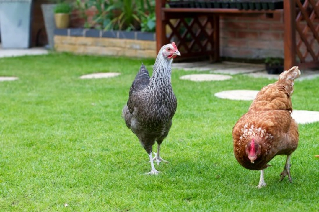 Top Tips for First-Time Chicken Owners: Essential Backyard Care