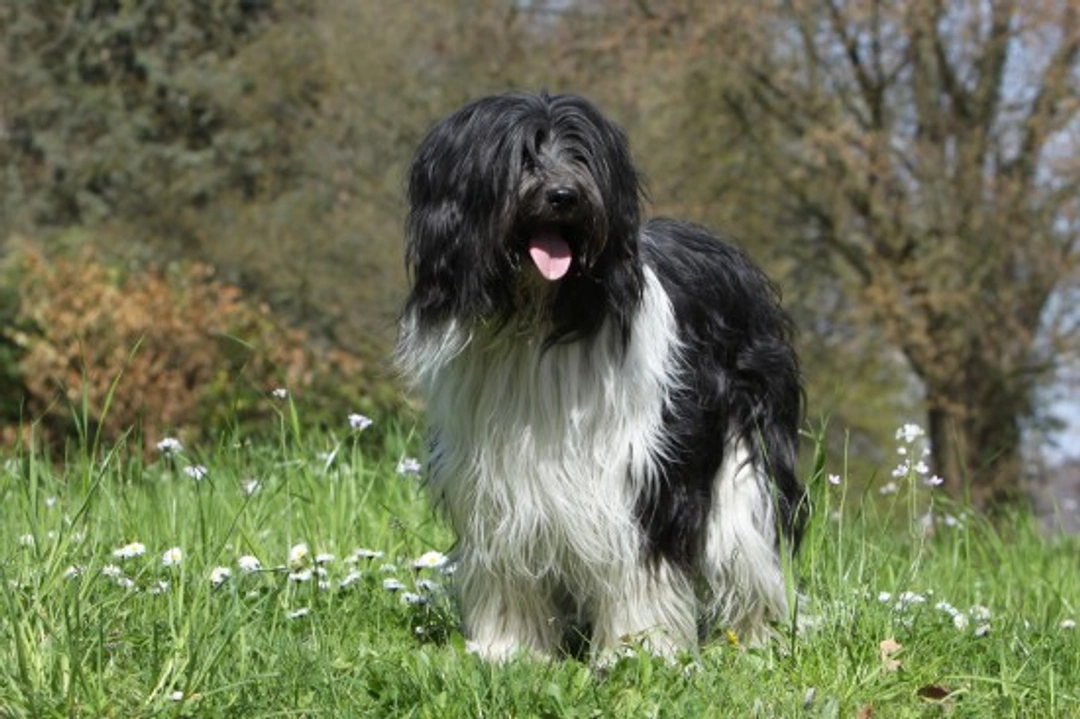 The Schapendoes: A Complete Guide to the Dutch Sheepdog