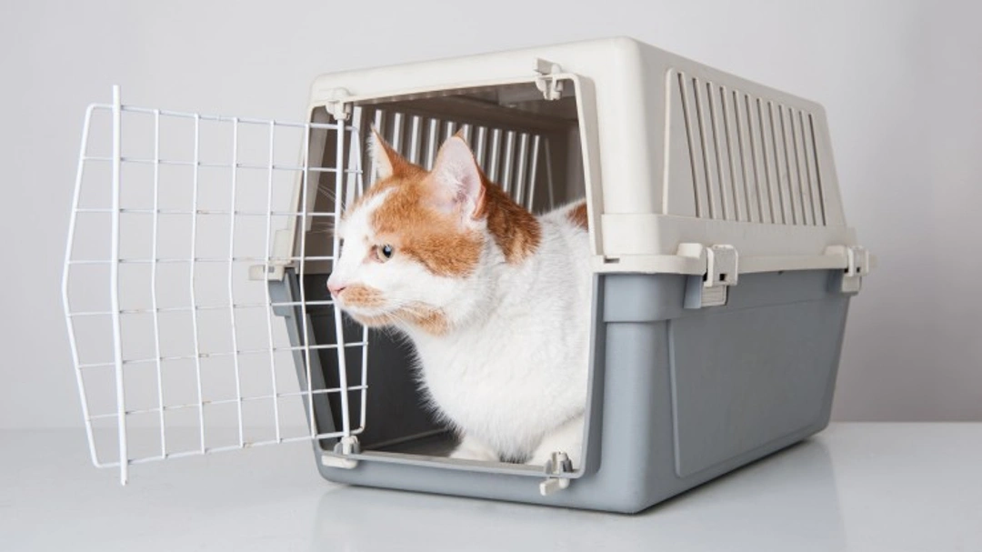 7 Common Mistakes When Transporting Your Cat Safely