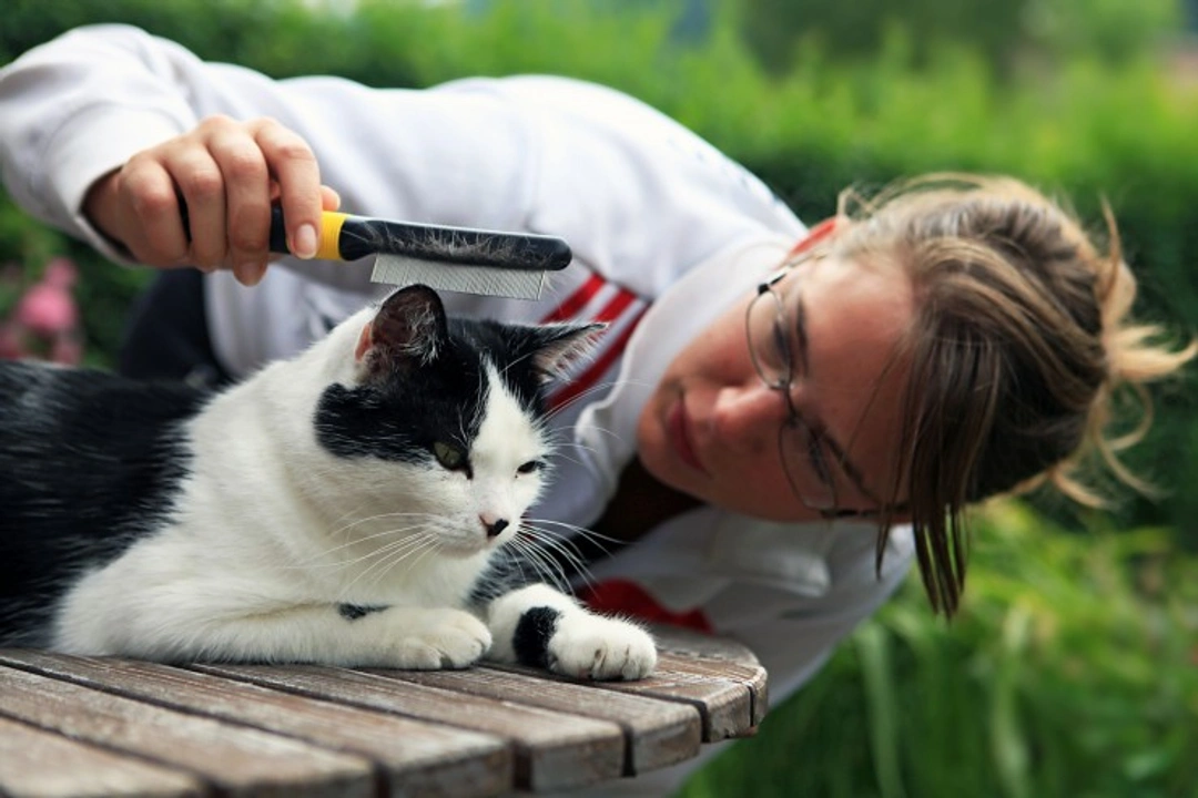Would You Know If Your Cat Had Fleas? Signs & Detection Tips