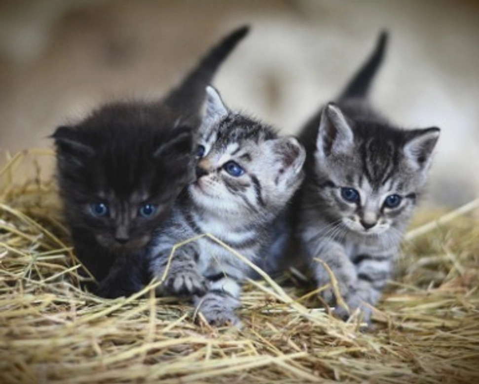 Carattere dei gatti in base al colore del mantello