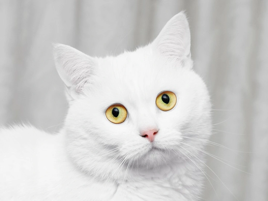 Caring for a Deaf Cat: Essential Tips for Safe, Happy Life
