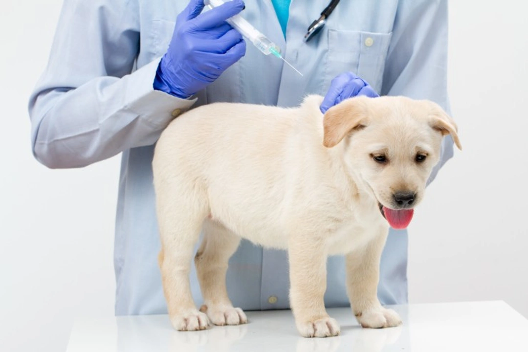 Puppyvaccinaties: Hoe, wanneer en waarom vaccineren