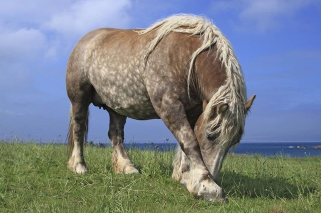 Feather Mites on Horses: Symptoms, Treatment & Prevention