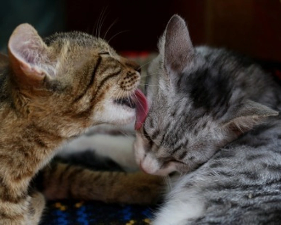 5 cose da comprare prima di prendere un gatto