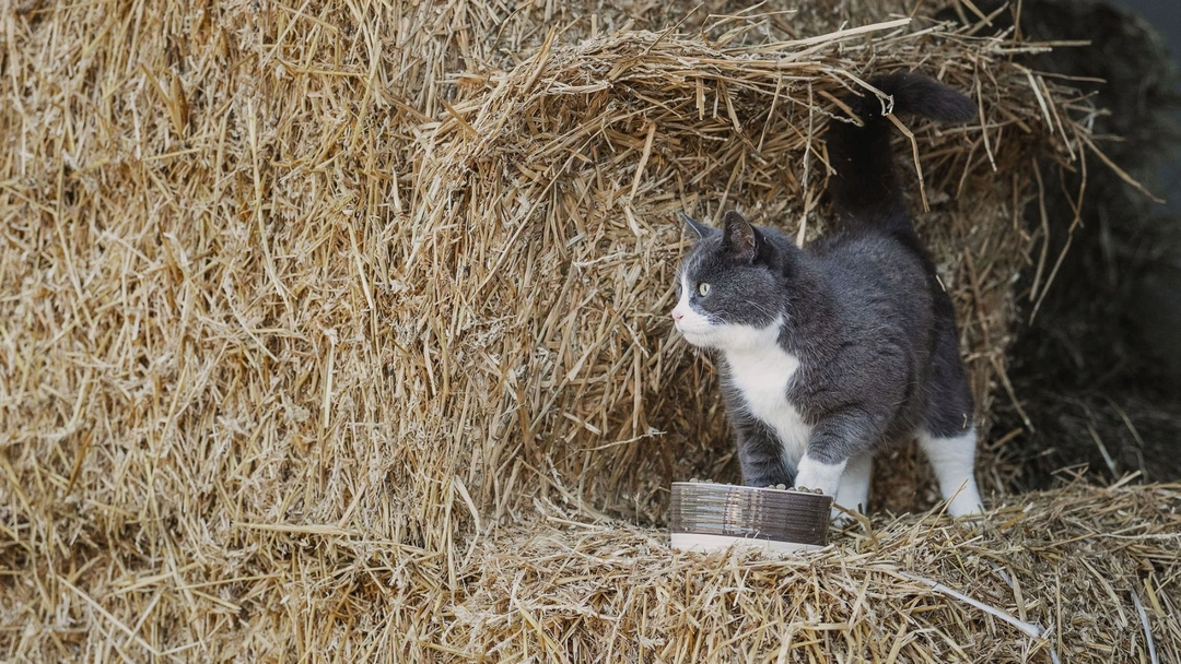 Så tar du hand om stallkatten på bästa sätt – 5 viktiga tips