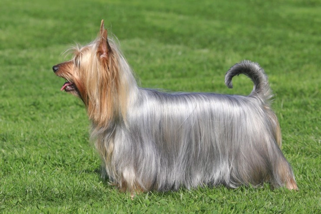 5 Fascinating Facts About the Silky Terrier Breed