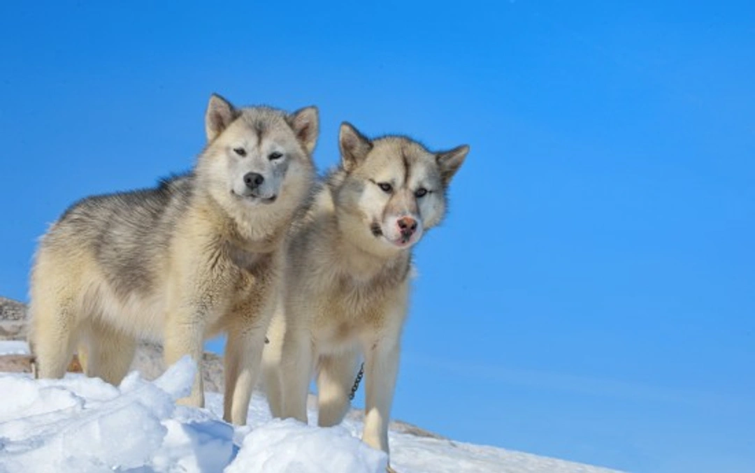 Complete Guide to the Greenland Dog: Temperament, Care & Training