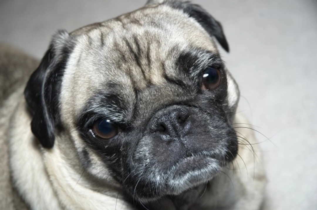 Cleaning and Checking Your Dog’s Eyes Safely