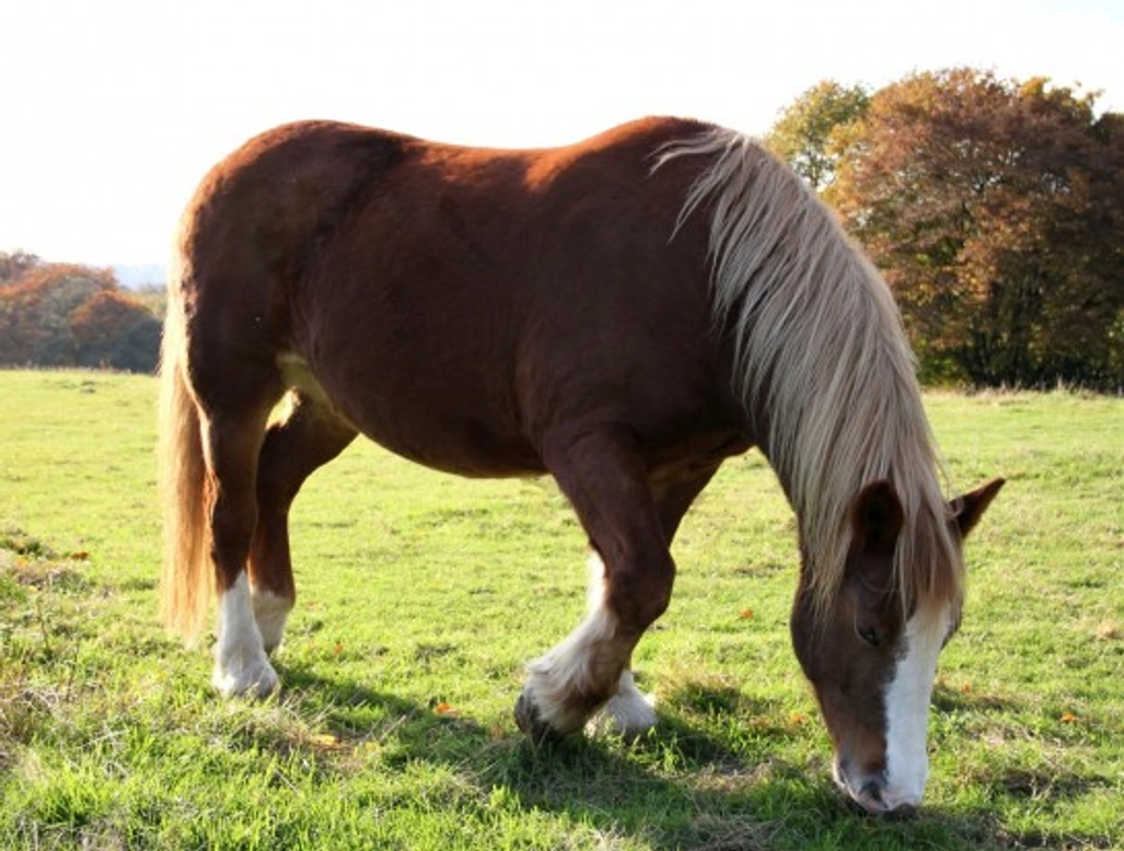 Why Do Horses Rest a Back Leg? Causes & Care Explained