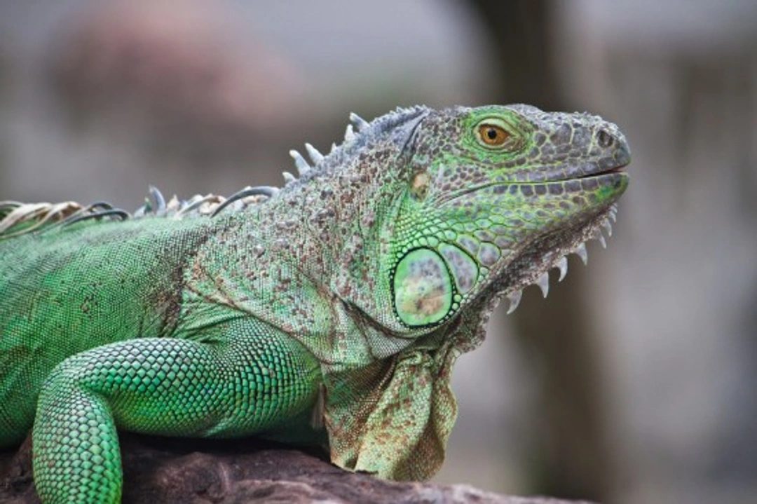 Complete Guide to Keeping Green Iguanas Successfully
