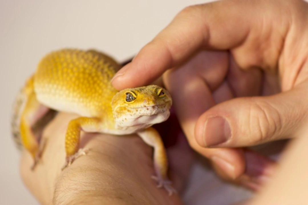 5 Essential Things to Know Before Getting a Pet Reptile
