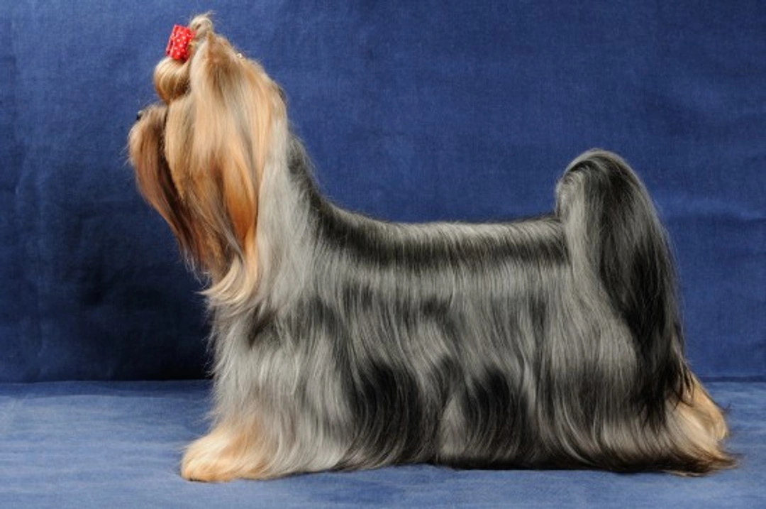 Full Coated Yorkshire Terriers: Complete Grooming Guide