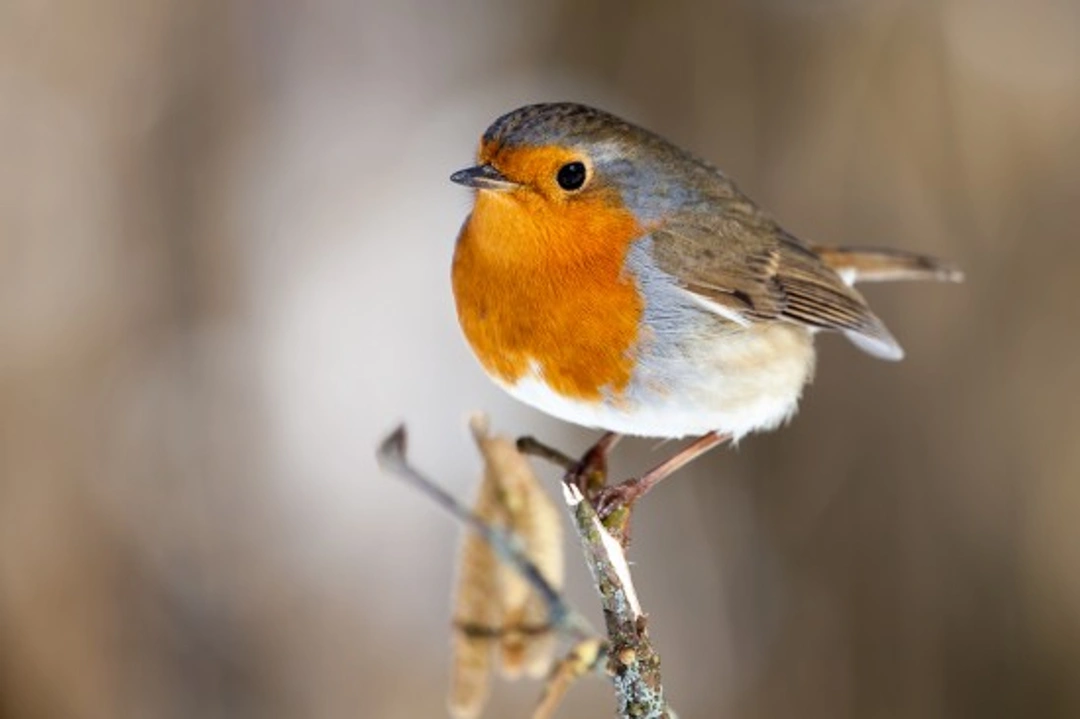Feeding Wild Birds in Winter: A Complete Care Guide