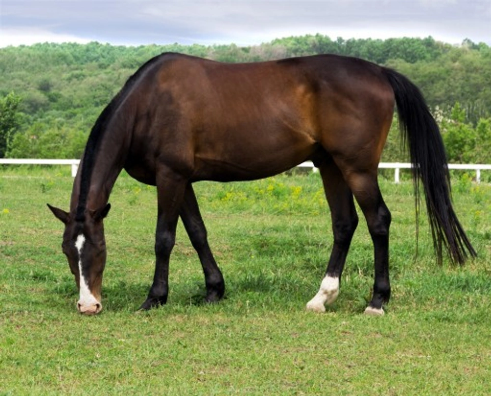 The Goodness of Grazing: Essential Guide for Healthy Horses