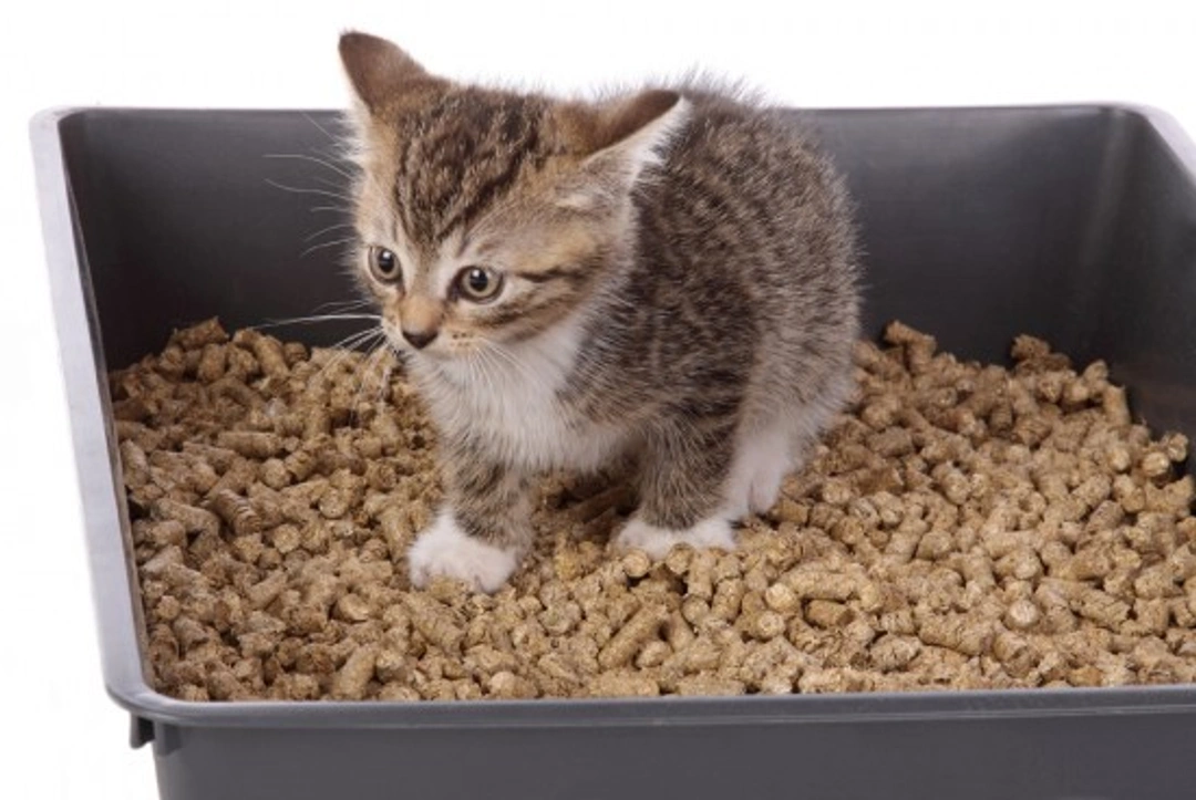 7 Essential Tips for Successful Litter Training Your Kitten