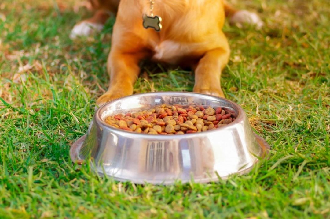 Why Your New Dog Might Refuse to Eat at Home