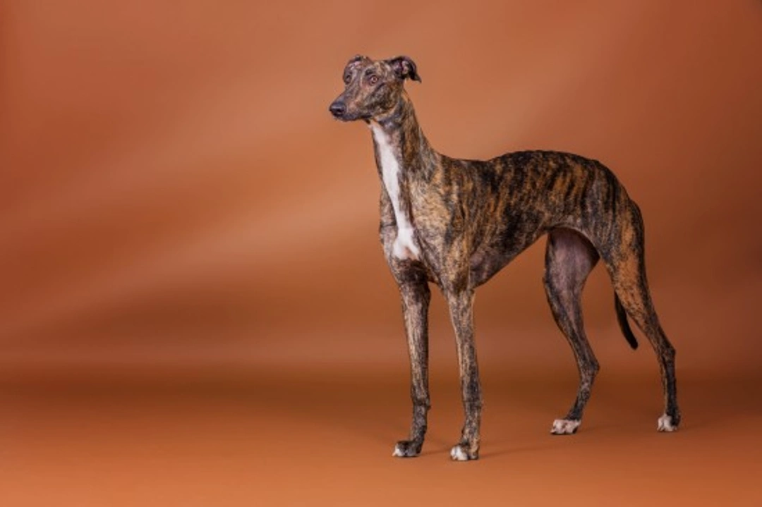 Is a Greyhound the Right Pet for You? Gentle, Loyal, and Low-Maintenance