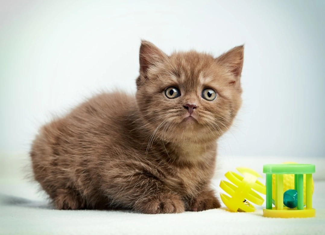 5 Key Kitten Questions Answered for New Owners