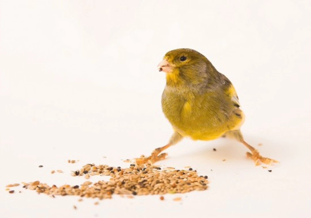 Guide to Bird Seed: Choosing the Best Seeds for Your Birds