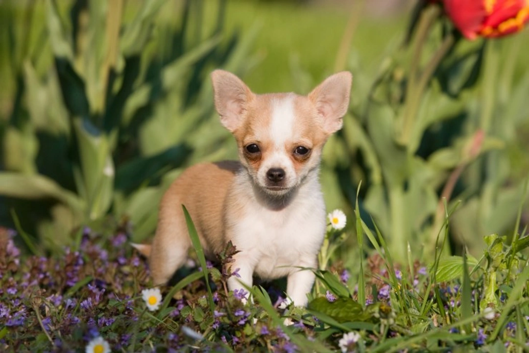 When Do Chihuahua Ears Start Standing? Timeline & Care Tips