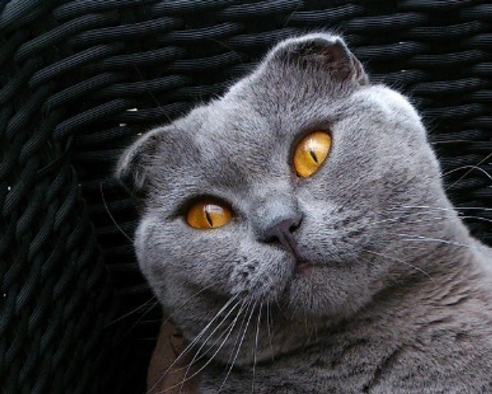 Scottish Fold: carattere e prezzo del gatto con le orecchie piegate