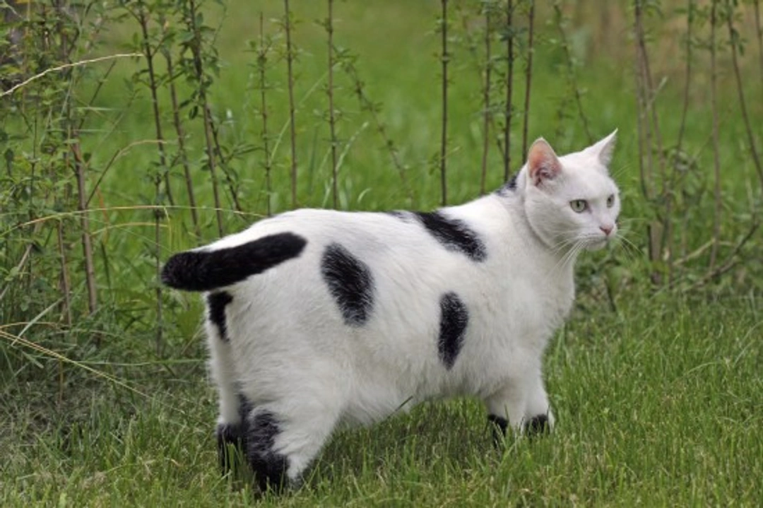 How to Tell if Your Cat is Overweight and What to Do