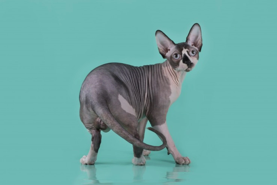 How Popular Is The Sphynx Cat Breed?