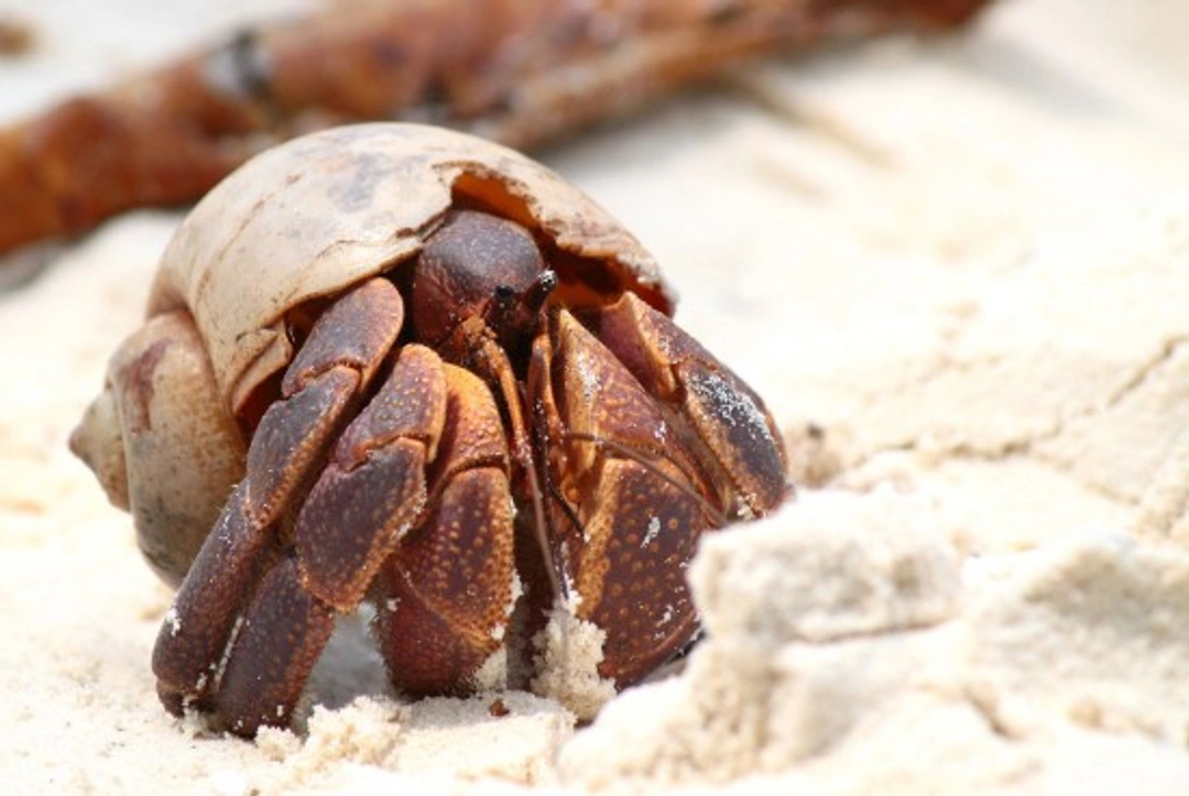 Hermit Crab Care: UK Guide for Beginners