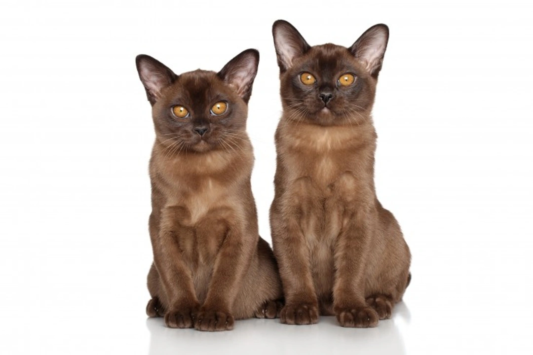 Thoracic Hemivertebra in Cats: Causes, Symptoms & Care