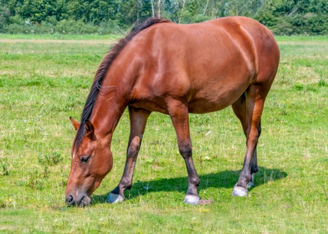 Buying grazing land for horses: Key considerations in 2025