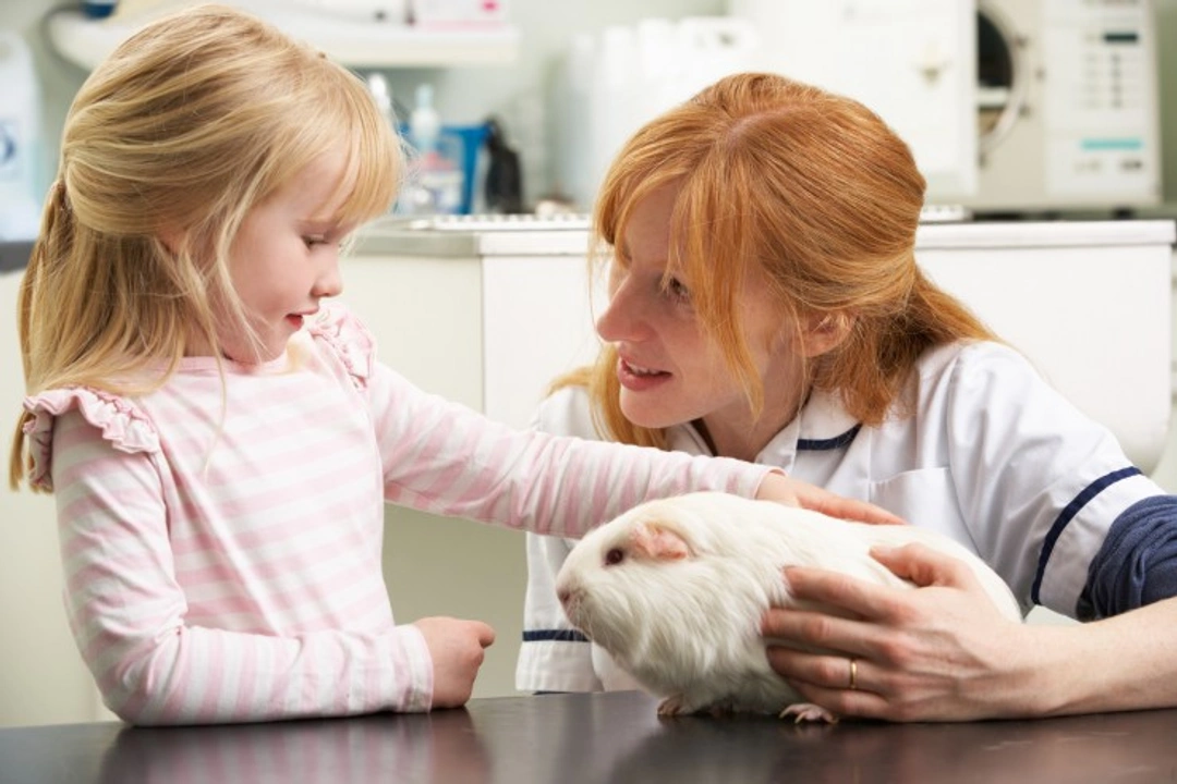 Essential Veterinary Care for Guinea Pigs: A Complete Guide