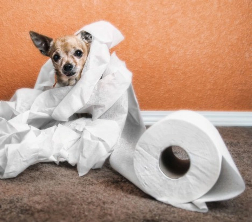 Diarrhoea in dogs and puppies: causes, diagnosis and treatment