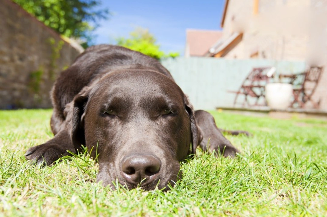 Recognising Heatstroke in Dogs Early: Key Signs & Prevention