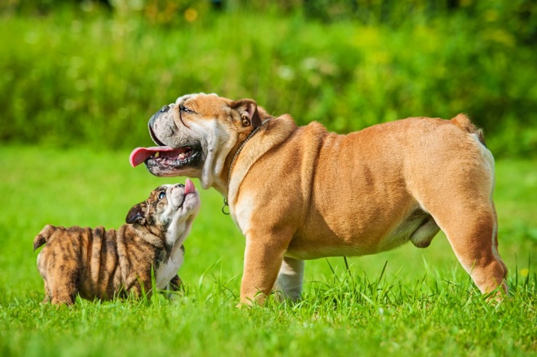 10 Facts to Know Before Buying an English Bulldog