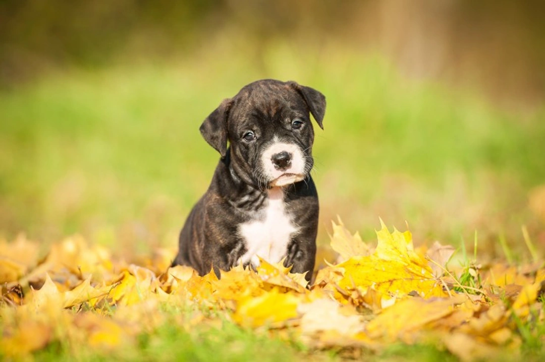 Impetigo in Puppies: Causes, Signs & Treatment