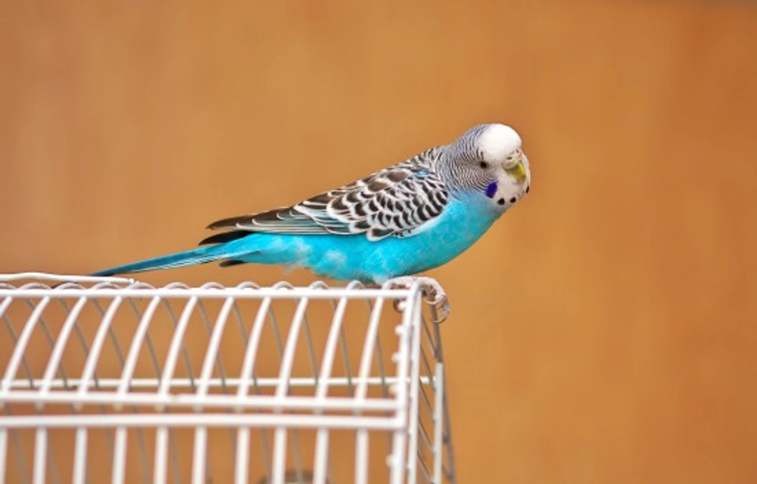 Behavioural Problems in Birds: Causes and Solutions Guide
