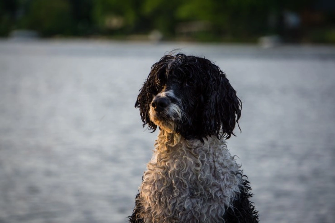 5 Dog Breeds with Webbed Feet for Swimming