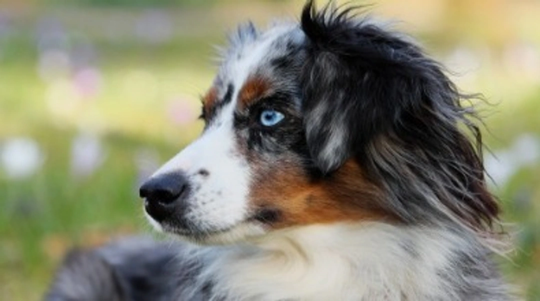 Colore Merle nel cane: caratteristiche