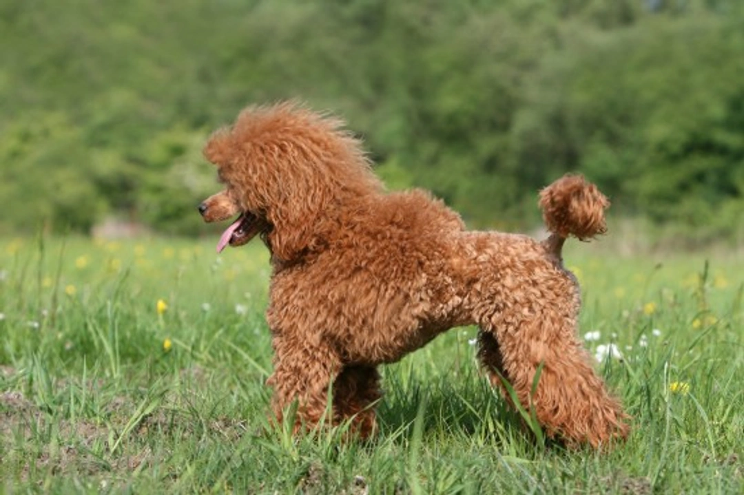 Miniature Poodle Health & Hereditary Testing Guide