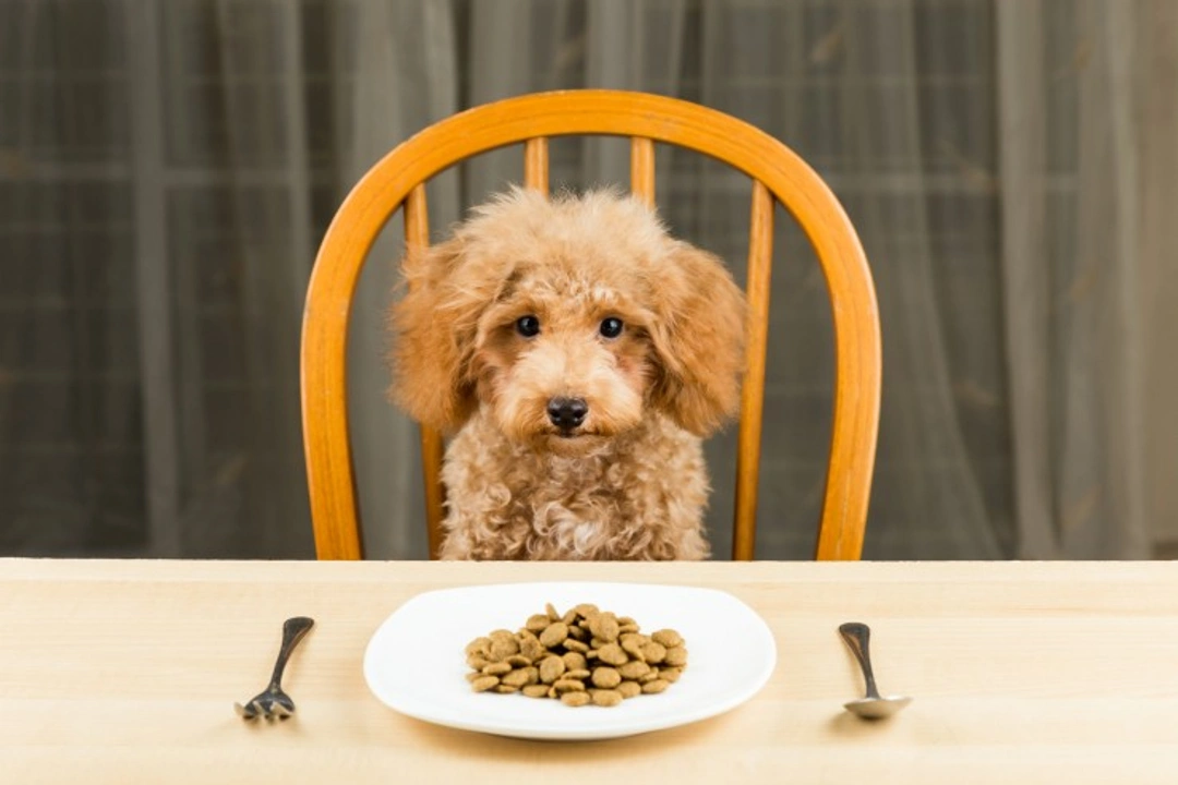 GMO Ingredients in Dog Food: Common Myths Busted