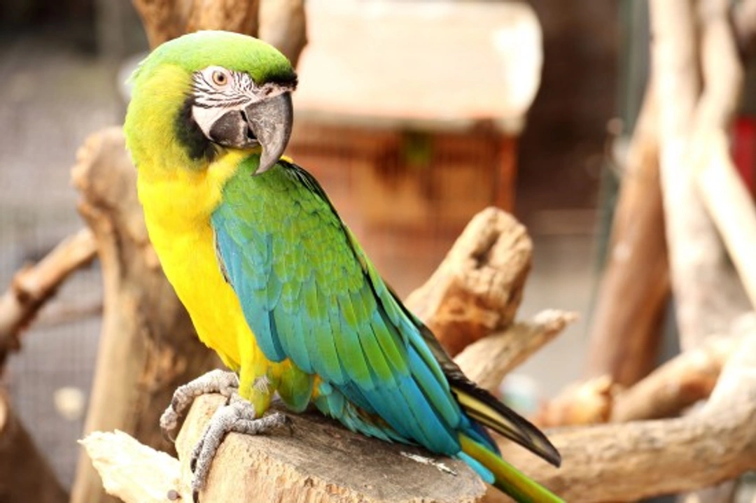 Respiratory Infections in Birds: Causes, Symptoms & Treatment